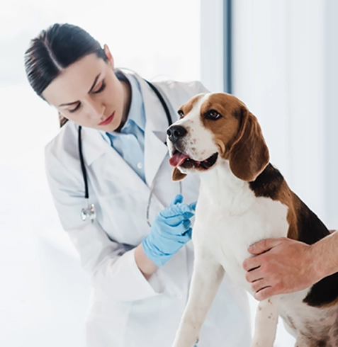 Bahçelievler Veteriner